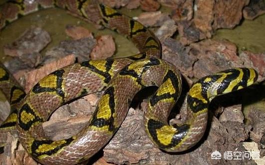 保定市哪里有小白条卖