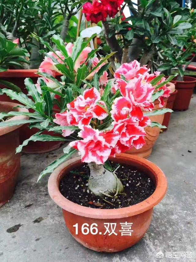 阳台种植什么,阳台种植什么蔬菜好