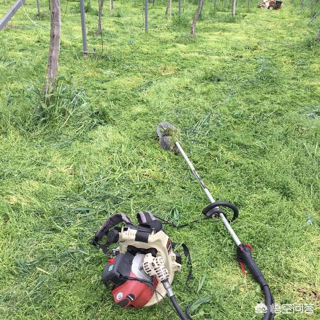 苹果园里种植草坪,苹果园里种植草坪好吗