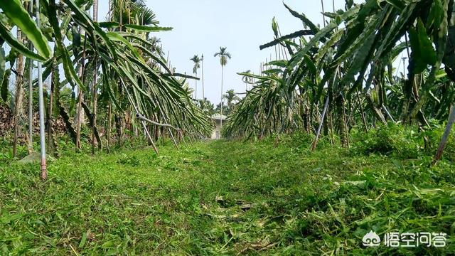 苹果园里种植草坪,苹果园里种植草坪好吗