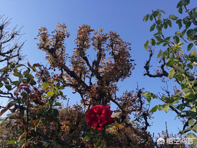 欧洲夏季旅游穿搭， 欧洲夏季旅游穿搭图片