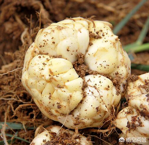 农村致富项目大全种植业有哪些项目 农村种植业致富的好项目，种植什么前景最好？