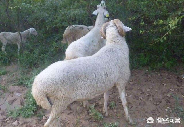 鷹叭犬?鷹叭犬圖片大全!