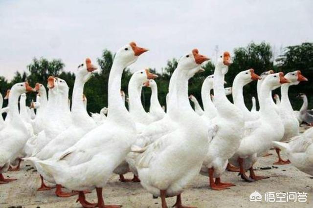 小鹅怎么养(一斤重的小鹅怎么养)