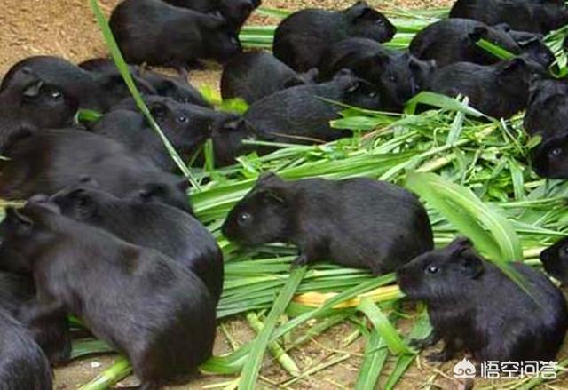 黑豚养殖，有大量的黑豚怎么养殖？