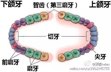 智齿是什么_智齿是什么症状
