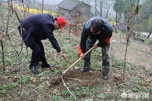 苗木种植养护浇水 草怎么浇