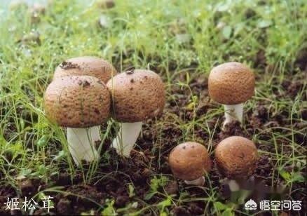 成都黑帽门9段视频（成都黑帽门9段视频链接）