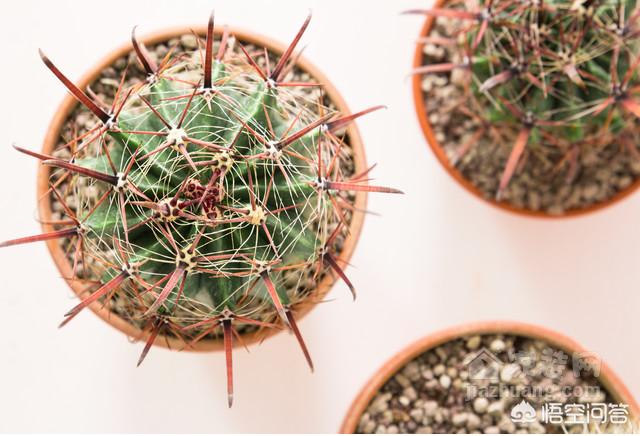 室内植物养护管理流程-室内植物养护管理流程图