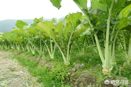 雪里红种植方法，雪里红种植方法和时间