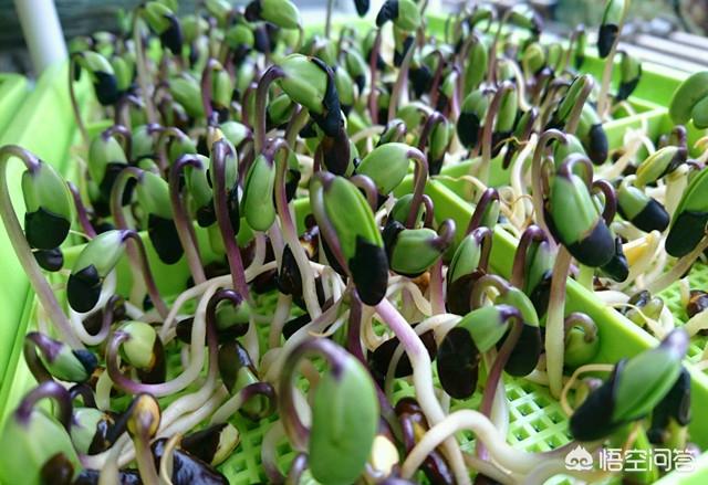 大黑豆种植技术 大黑豆种植技术与管理