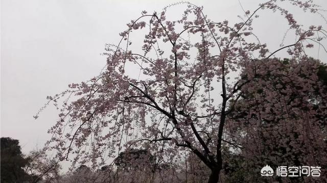 泰州大理旅游景点大全， 泰州大理旅游景点大全介绍