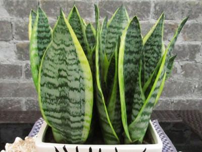 卧室养什么花最好