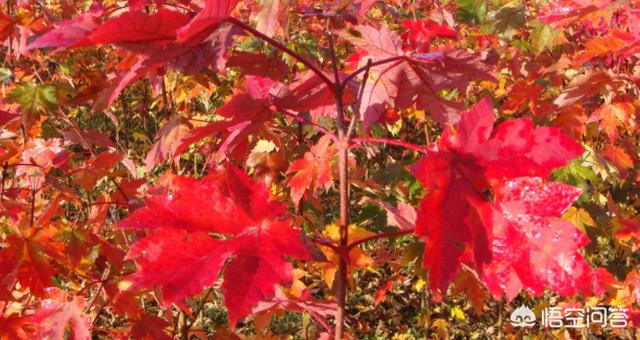北美红枫（北美红枫图片）