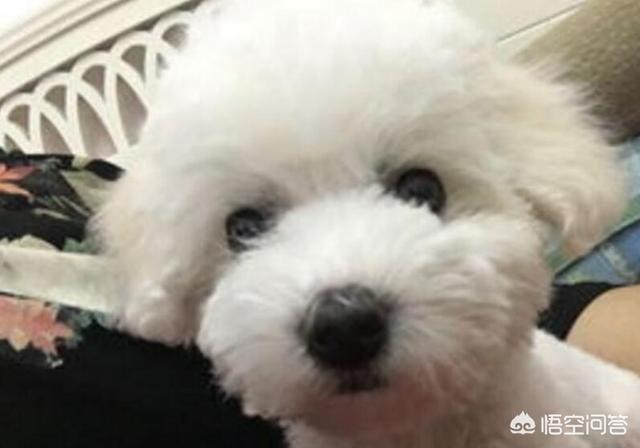 寵物感冒咳嗽?寵物感冒咳嗽吃什么藥!