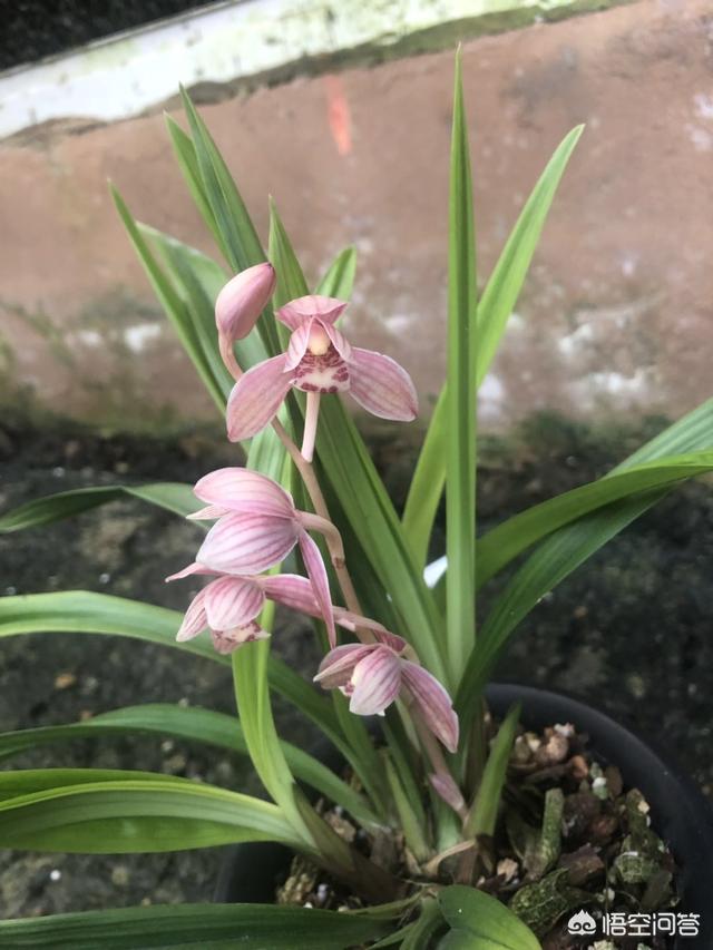 北方花园种植阳台花卉好吗,北方花园种植阳台花卉好吗视频