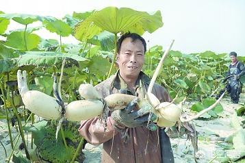 家常菜做法藕（莲藕怎么做好吃？）