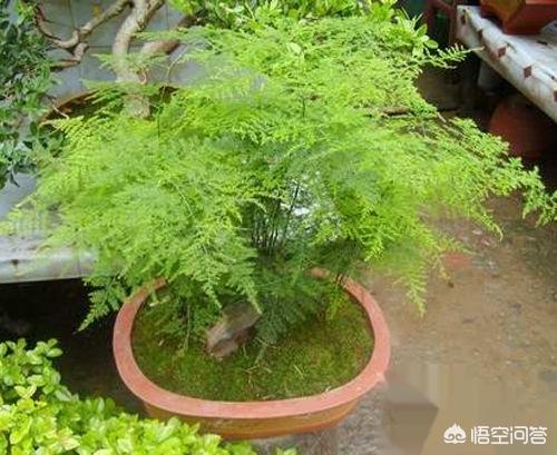 苗木养护有哪些 草类,苗木养护有哪些 草类植物