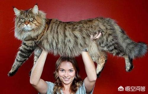 多大的母猫会开始发情,第1张