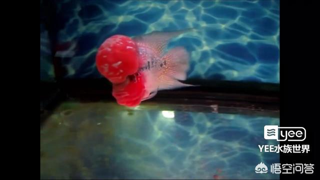 怎样挑选鸿运当头罗汉鱼,第2张