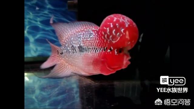怎样挑选鸿运当头罗汉鱼,第3张