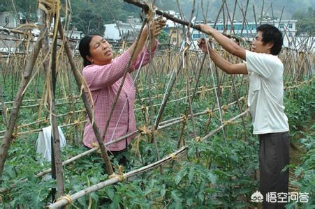 果园地可以种植柳树吗,果园地可以种植柳树吗视频