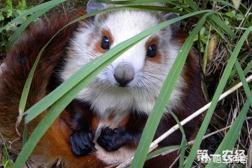 寒号鸟是什么动物图片