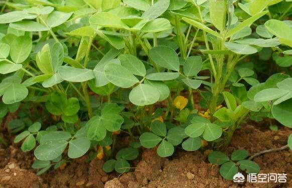 花生的种植方法，花生的种植方法和注意事项