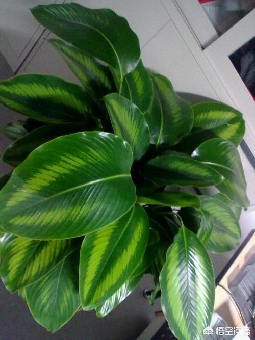 大叶绿植图片大全及花名（大叶绿色植物图片）