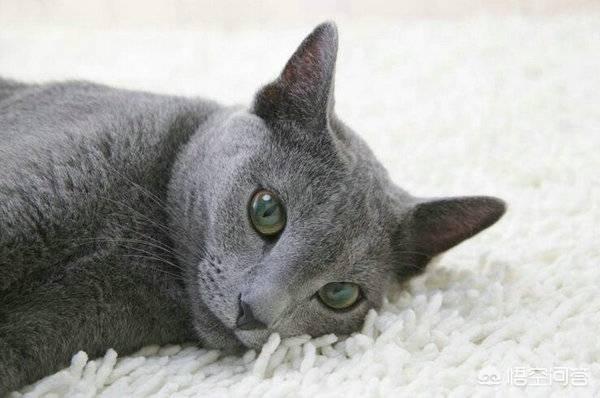 猫不做绝育会怎样