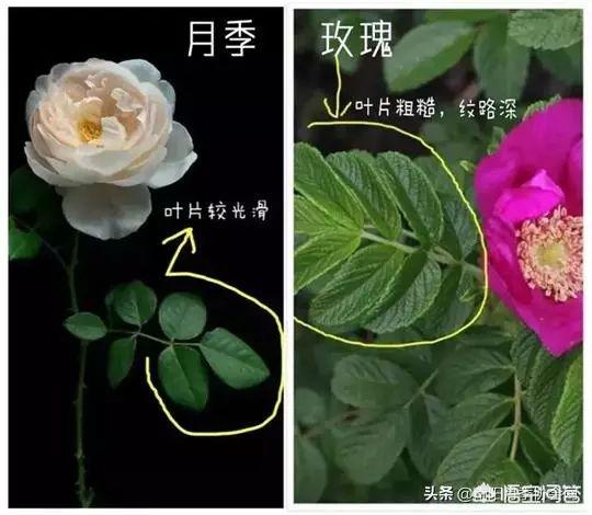 玫瑰和月季我和她你分得清吗出处?
