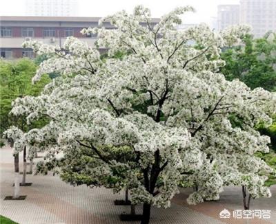 河南南阳农民种什么树