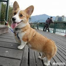 柯基犬立耳最晚什么时候