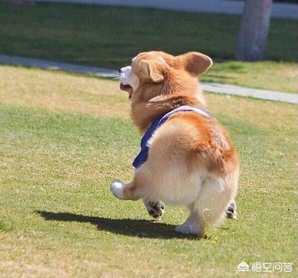 柯基犬立耳最晚什么时候
