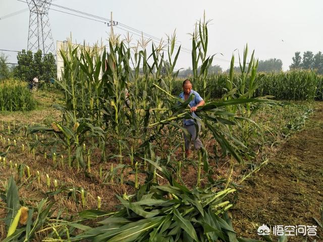 每亩种植多少株怎么计算-每亩种植多少株怎么计算的