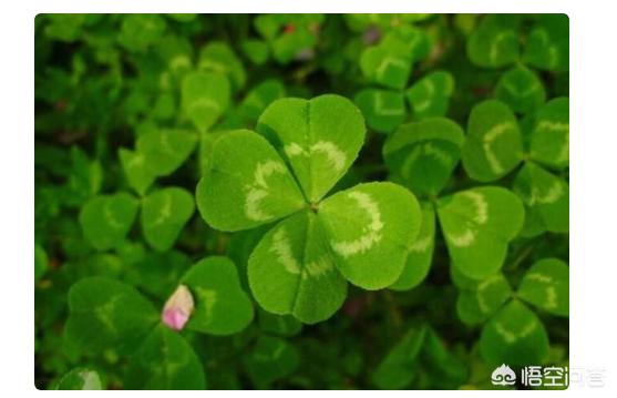 四叶草项链的含义 （送女生四叶草项链的含义）