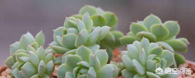 多肉植物怎么养成老桩（多肉植物怎么养成老桩视频）