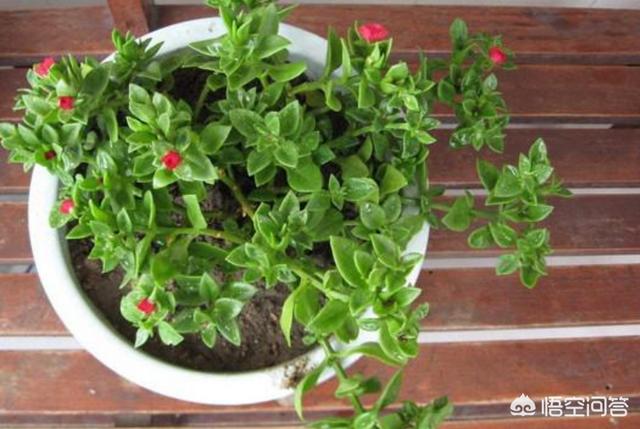 彩色花牡丹吊兰怎么养护和管理