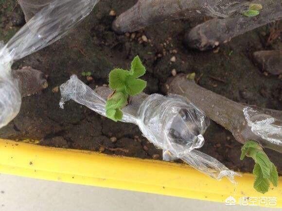 果园周边可以种植月季吗,果园周边可以种植月季吗视频