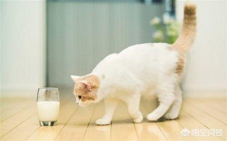 怎么让猫咪喝羊奶，猫咪的羊奶怎么泡,第4张