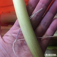 阳台香芋种植方法,阳台香芋种植方法视频