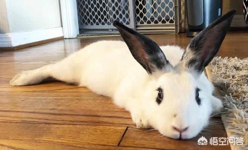 温柔的动物有福了 温柔点的动物-第1张图片-随然AIR主题