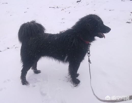 柴犬怎么养(两个月的小柴犬怎么养)