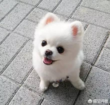 三个月大的博美犬洗澡时可以用人的沐浴露吗