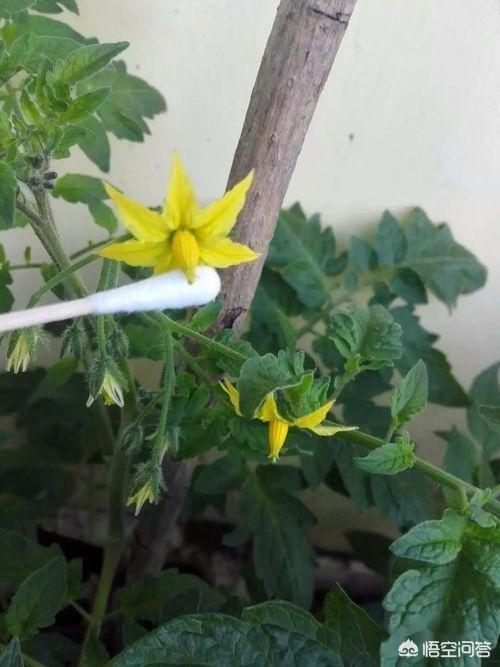 阳台种植美,阳台种植美女樱花好吗