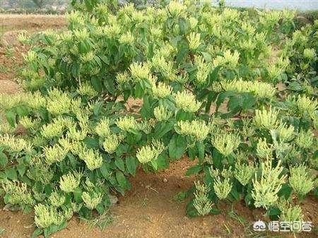 花卉栽植密度 养护措施-花卉栽植密度 养护措施有哪些