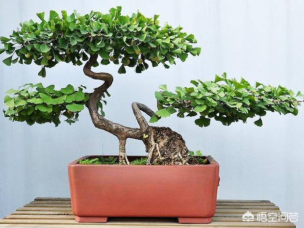 银杏树的种植方法，银杏树的种植方法和养护视频