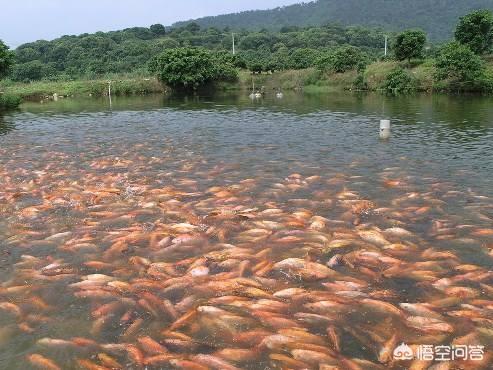 水产养殖中ph过高了怎么办？水产养殖pH值高怎样降？