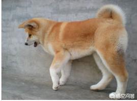 日本狗有哪些比较常见的品种