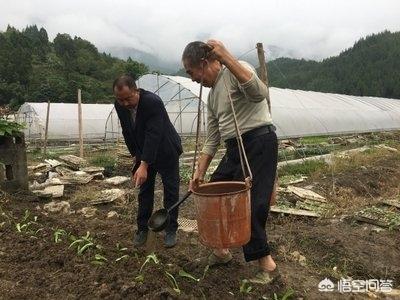 阳台种植西红柿硼肥多少,阳台种植西红柿硼肥多少合适